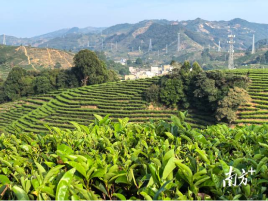 南方+：“政策找人”进茶乡 饶平税务为茶企送上“干货”讲堂