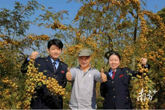 南方+：护航“梅”好“甘”甜！普宁税务精准滴灌助推乡味香飘北京