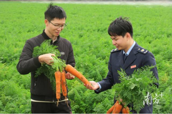 南方+：呵护“金萝卜”！惠来税务助力龙头农企发展