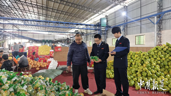 广东梅州：以税助农 山区金柚产业结出“振兴果”