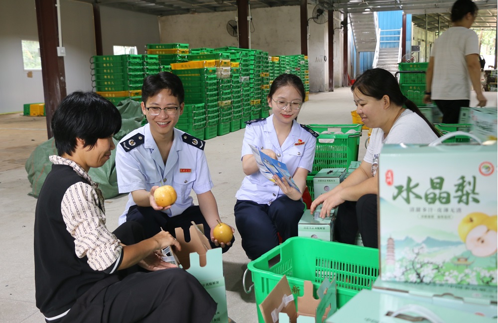 连州水晶梨产业活力迸发