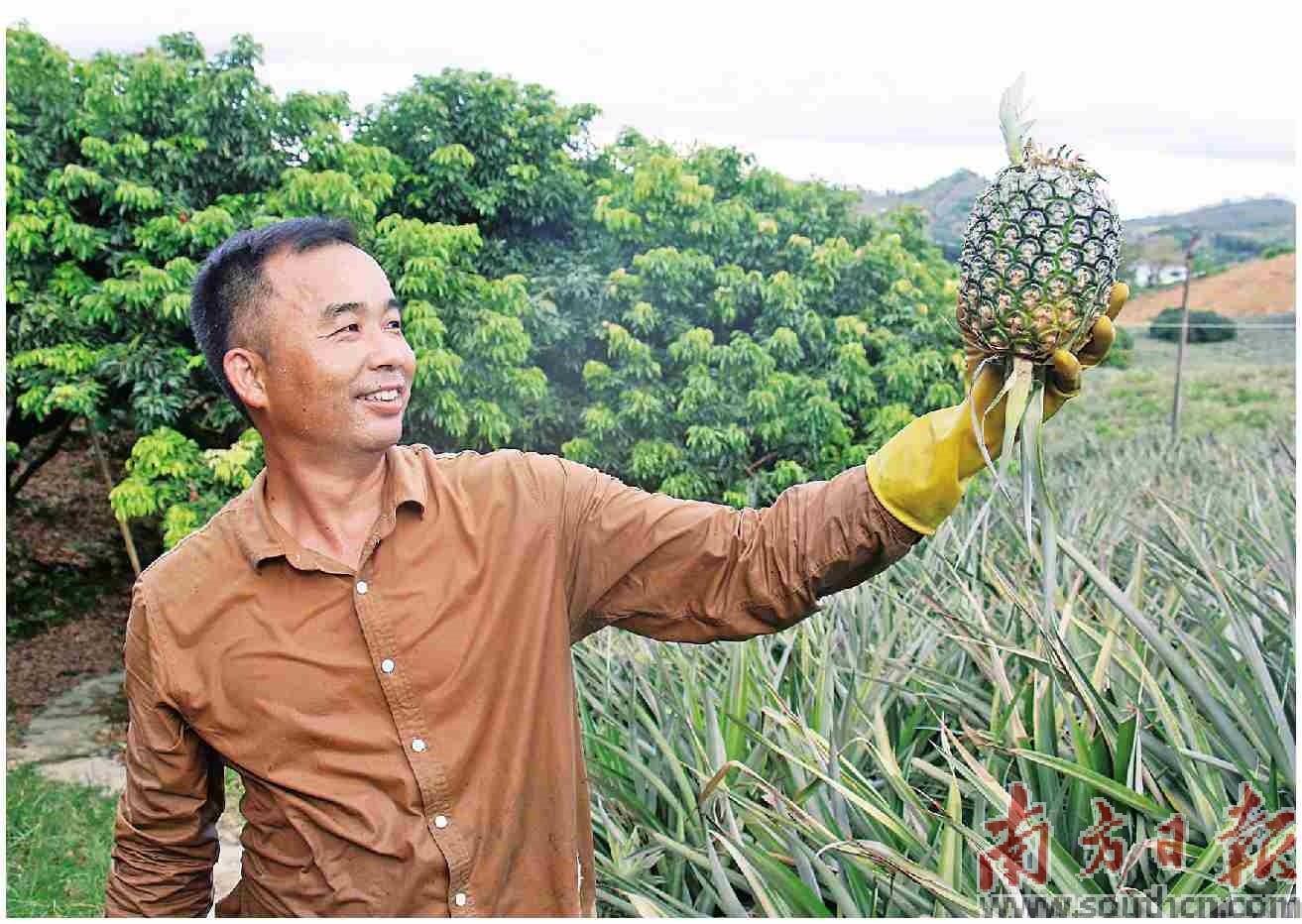 【南方日报】陆丰有座“菠萝的山”丨陆丰陂洋镇万亩菠萝迎丰收，高山土壤种出的菠萝品质上乘