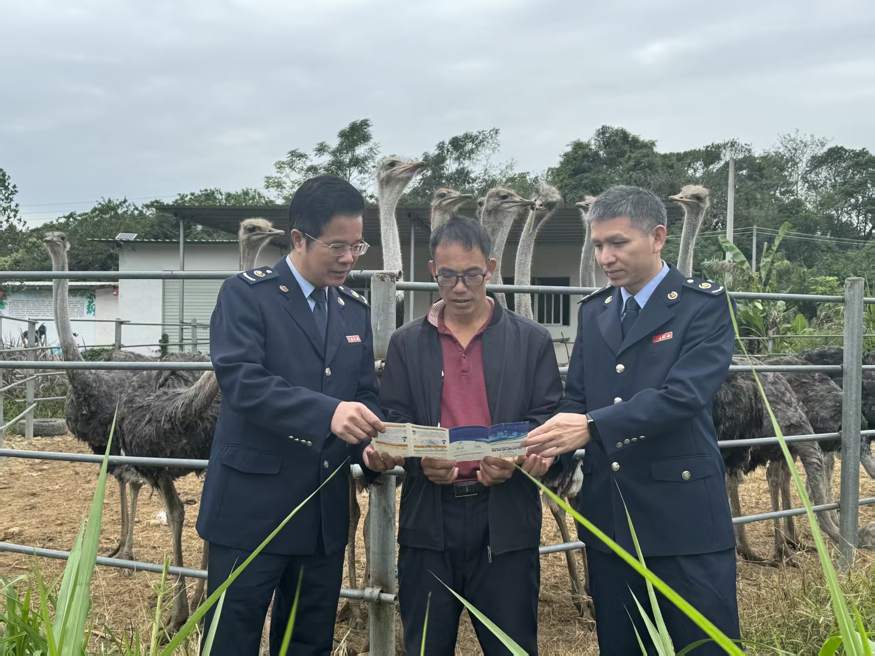 阳江日报：税务部门主动“把脉问诊”助企业精准适用优惠政策 合规经营赋能鸵鸟养殖产业发展