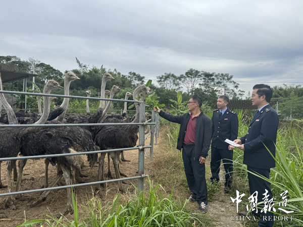 中国报道：税收赋能合规经营 特色产业“驼”颖而出