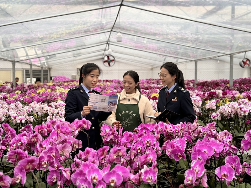 兰花出四会 税务来搭手